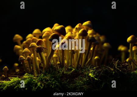 Les champignons agariques au miel poussent sur une souche dans la forêt d'automne. Groupe de champignons sauvages Armillaria. Gros plan. Banque D'Images