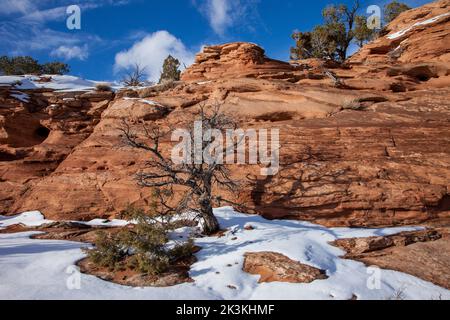 Pins de pin mort par une formation de grès Navajo sur l'île dans la Sky Mesa en hiver dans le parc national de Canyonlands, Utah. Un petit Juniper de l'Utah est au lef Banque D'Images