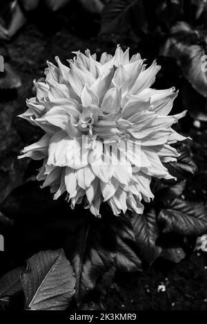 Espèce de fleur de dahlia de couleur blanche avec des nuances de jaune, photo faite en noir et blanc Banque D'Images