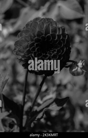 Un fil d'une fleur de pivoine dans un jardin local, photo faite en noir et blanc Banque D'Images