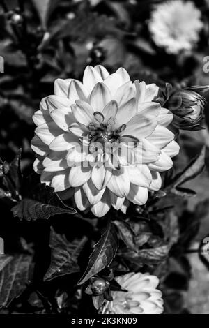 Espèce de fleur de dahlia de couleur blanche avec des notes de jaune et de rose, photo faite en noir et blanc Banque D'Images