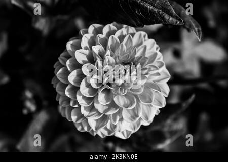 Un regard plus en détail sur une fleur de dahlia orange, photo faite en noir et blanc Banque D'Images