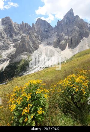 Fleurs jaunes d'Arnica Montana et les montagnes des Dolomites dans les Alpes en Italie en été Banque D'Images