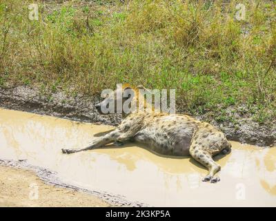 Hyena tachetée au repos dans le parc national de Serengeti, Tanzanie, Afrique de l'est Banque D'Images