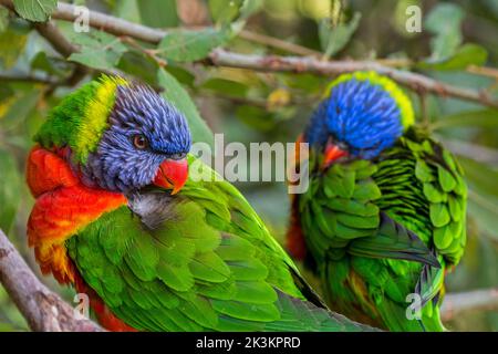 Deux Lorikeets arc-en-ciel (Trichoglossus moluccanus) se retrouvant dans l'arbre, espèce de perroquet originaire d'Australie Banque D'Images