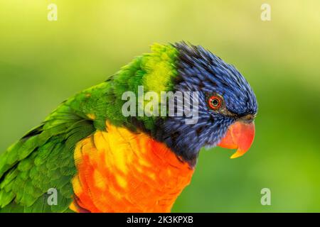 Rainbow Lorikeet (Trichoglossus moluccanus) gros plan, espèce de perroquet originaire d'Australie Banque D'Images