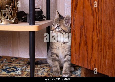 Un petit chaton se trouve sur le tapis de près Banque D'Images