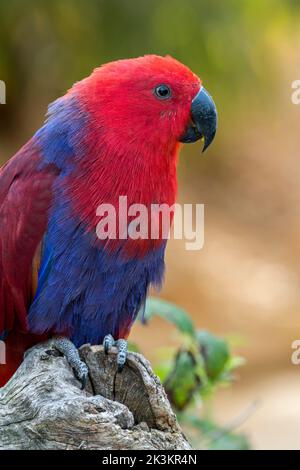 Eclectus perrot (Eclectus roratus) femelle perchée dans un arbre, originaire de Nouvelle-Guinée, d'Australie et d'Indonésie Banque D'Images