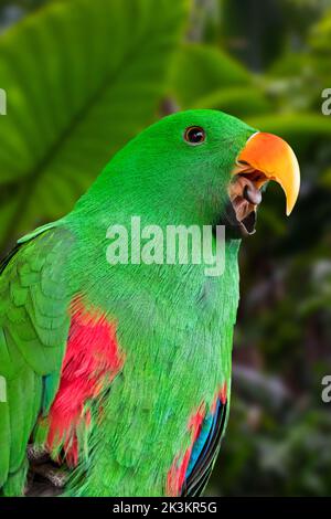 Eclectus perroquet (Eclectus roratus) gros plan de l'homme appelant montrant le bec ouvert et la langue, originaire de la Nouvelle-Guinée, de l'Australie et de l'Indonésie Banque D'Images