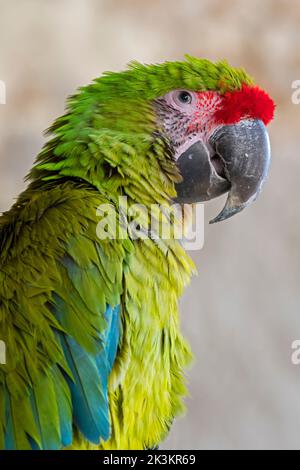 Grande macaw verte / macaw de Buffon / grande macaw militaire (Ara ambiguus / Psittacus ambiguus), perroquet originaire d'Amérique centrale et d'Amérique du Sud Banque D'Images