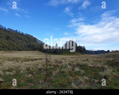 Un champ d'herbe sèche sous un ciel bleu nuageux Banque D'Images