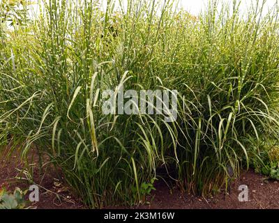 Fermez la plante herbacée ornementale caduque vivace Miscanthus sinensis Zebrinus zébra bandes horizontales de crème et de jaune pâle. Banque D'Images