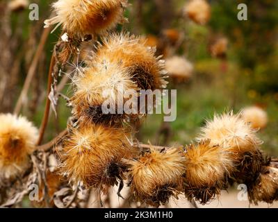 Gros plan de chardon brun séché à feuilles flétrisées des Cardoon cardunculus de Cynara ou de chardon artichaut épineux vu dans le jardin au Royaume-Uni. Banque D'Images