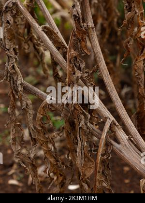 Gros plan de feuilles et de tiges séchées brunes du Cardoon cardunculus de Cynara ou du chardon artichaut épineux vu dans le jardin au Royaume-Uni. Banque D'Images