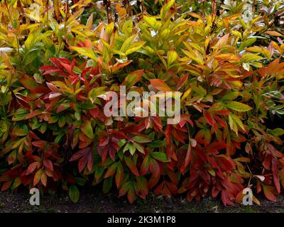 Gros plan sur les feuilles de plantes vivaces de Paeonia Hit Parade ou de pivoine chinoise vues au Royaume-Uni à la fin de l'été et en automne. Banque D'Images