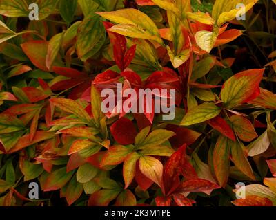 Gros plan sur les feuilles de plantes vivaces de Paeonia Hit Parade ou de pivoine chinoise vues au Royaume-Uni à la fin de l'été et en automne. Banque D'Images