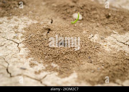 Photo d'un anthill construit dans le sol en gros plan. Banque D'Images