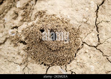 Photo d'un anthill construit dans le sol en gros plan. Banque D'Images