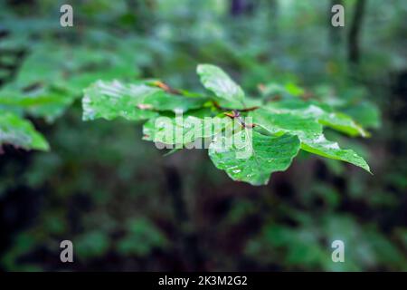 Gouttes de pluie sur les feuilles vertes de la forêt Banque D'Images
