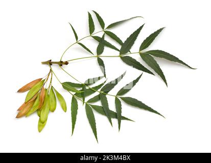 Fraxinus angustifolia, la frêne à feuilles étroites. Isolé sur blanc. Banque D'Images