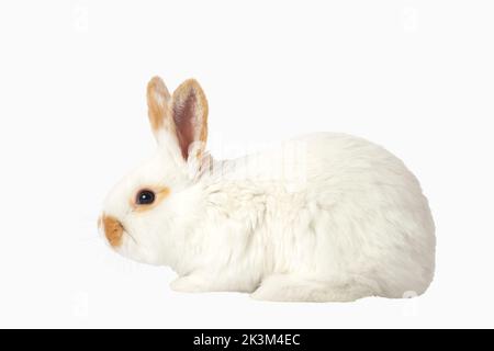 lapin blanc avec oreilles rouges isolées sur blanc Banque D'Images