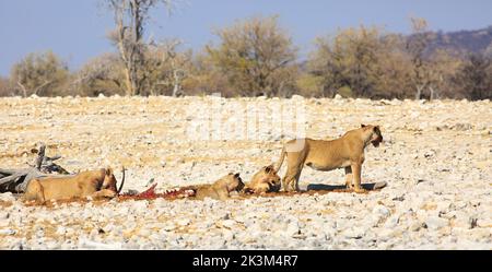 Une fierté des Lions et des petits se régalent d'une mort récente dans le parc national d'Etosha, en Namibie Banque D'Images