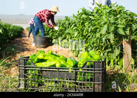 Caisse de poivre vert mûr sur plantation de légumes Banque D'Images