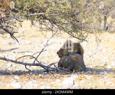 Le Lion mâle se ombrageant sous un petit Bush après avoir festin sur une mort récente. Parc national d'Etosha, Namibie Banque D'Images