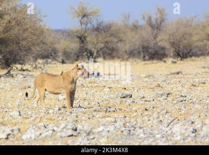Une seule Lioness marchant près du trou d'eau d'Ombika. Chaleur la brume et les particules de sable sont visibles en raison de l'immense chaleur à cette époque de l'année. Banque D'Images