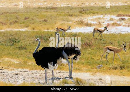 Deux Ostriches mâles sur les plaines jaunes sèches dans le parc national d'Etosha, avec une petite audition de Springbok en arrière-plan - Namibie, Afrique australe Banque D'Images