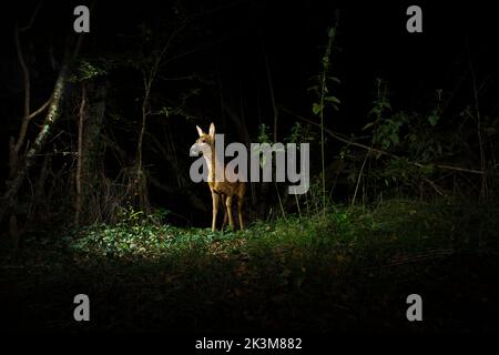 Le Chevreuil capreolus capreolus Banque D'Images