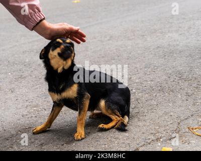 La main d'une femme fait un trait sur un chien noir dans la rue. Banque D'Images