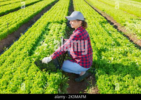 Une jeune femme heureuse qui récolte de la laitue verte dans une plantation agricole Banque D'Images