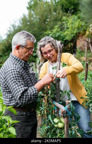 Couple d'âge moyen dans des vêtements décontractés vérifier et attacher la plante de tomate au poteau tout en travaillant sur la ferme en été ensemble Banque D'Images