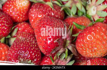 Grosses fraises mûres dans un panier. Fruits rouges, juteux et frais dans un panier. Saison des fraises. Banque D'Images