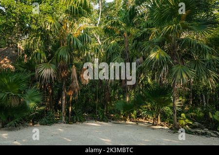 Une ligne d'arbres tropicaux autour d'une plage de sable capturée sous la lumière du soleil Banque D'Images