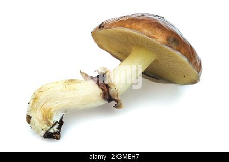 Boletus jaune frais (L.Suillus luteus) isolés sur fond blanc Banque D'Images