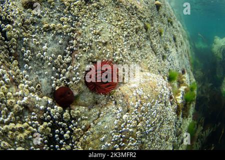 Anémone fraise sur le fond. Actinia fragacea sur la côte écossaise. Plongée dans l'eau de l'Ecosse. La nature en Europe. Banque D'Images