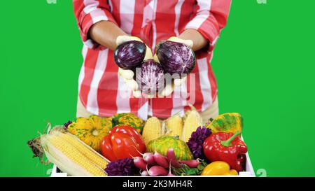 Gros plan, les mains des femmes en gants, garder les légumes, l'aubergine sur Chromakey, fond vert et une boîte pleine de légumes différents, en studio. Concept de comptage des cultures, récolte des légumes. Photo de haute qualité Banque D'Images