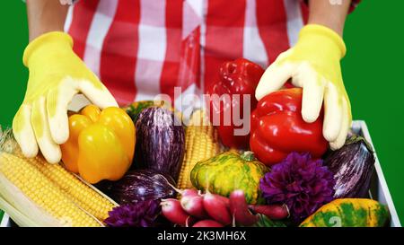 En gros plan, les mains des agricultrices en gants contiennent deux poivrons jaunes et rouges fraîchement cueillis. Sur Chromakey, fond vert, en studio, concept de nutrition saine. Photo de haute qualité Banque D'Images