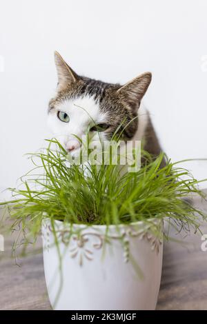 Chat domestique mangeant herbe verte juteuse Cyperus alternifolius Zumula pour les chats en pot de fleur, concept de soins de santé pour chats d'intérieur Banque D'Images
