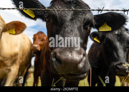 Jeune taureau noir se rapprochant curieusement et regardant dans l'appareil photo, visage de vache mignon en gros plan. Bétail paître sur le terrain en été. Banque D'Images