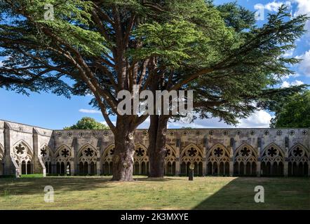 Deux cèdres géants dans le cloître de la cathédrale de Salisbury, le plus grand d'Angleterre, le Wiltshire, en Angleterre Banque D'Images