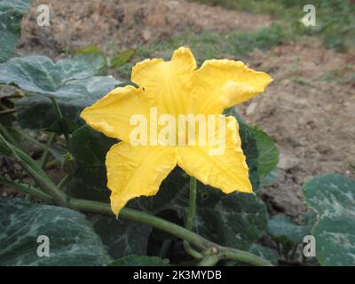 Gros plan d'une délicate fleur de citrouille jaune (fleur de courge) avec des feuilles vertes Banque D'Images