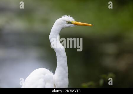 Grande Aigrette close up Banque D'Images