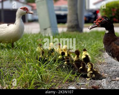 Un gros plan d'un couple de canards de Muscovy avec des poussins. Cairina moschata. Banque D'Images