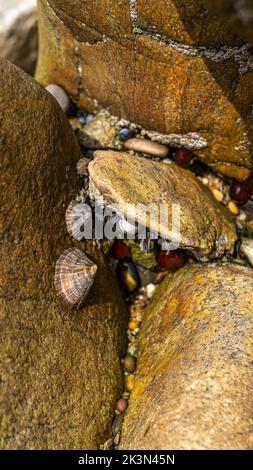 Groupe de mollusques de limettes comestibles sur une roche Banque D'Images