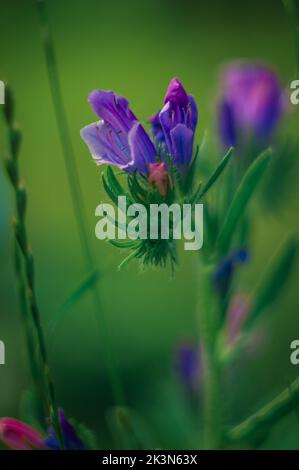 Une photo verticale de vipère violet en fleur-bugloss sur un pré Banque D'Images