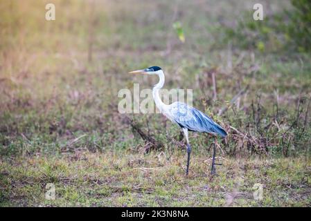 Egret de neige dans l'environnement Pantanal, Mato Grosso, Brésil Banque D'Images