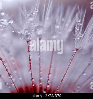 gouttes de pluie sur la belle graine de fleur de pissenlit en jours pluvieux Banque D'Images